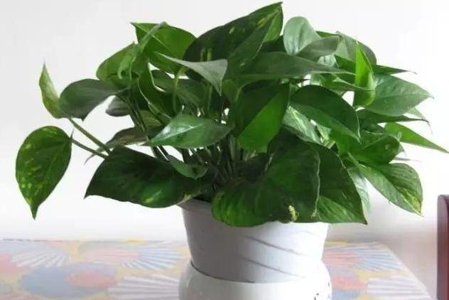 绿萝怎么养好爬满100个墙壁,绿萝怎样养成绿萝墙