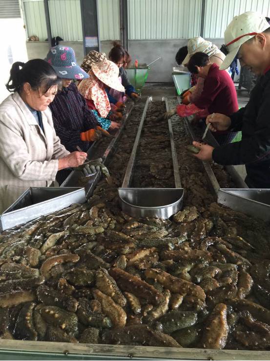 大连鲜参多少钱一斤,霞浦鲜海参价格