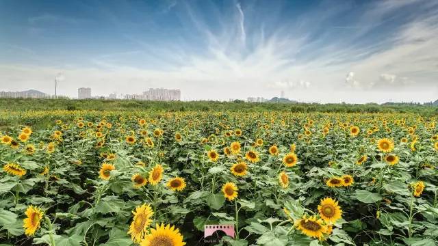 镇江有轨电车,镇江有名的塔叫什么塔