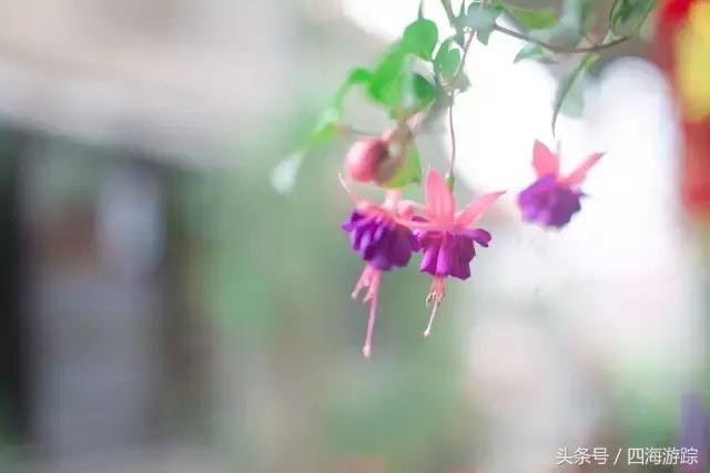 佛山南风古灶属于什么文化遗产,佛山南风古灶景点介绍图