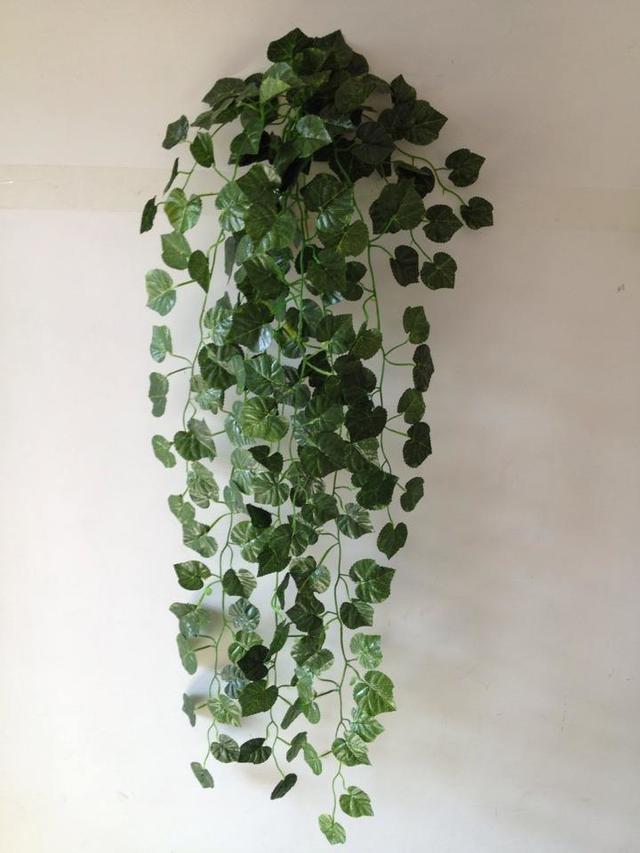 绿萝怎么养好爬满100个墙壁,绿萝怎样养成绿萝墙