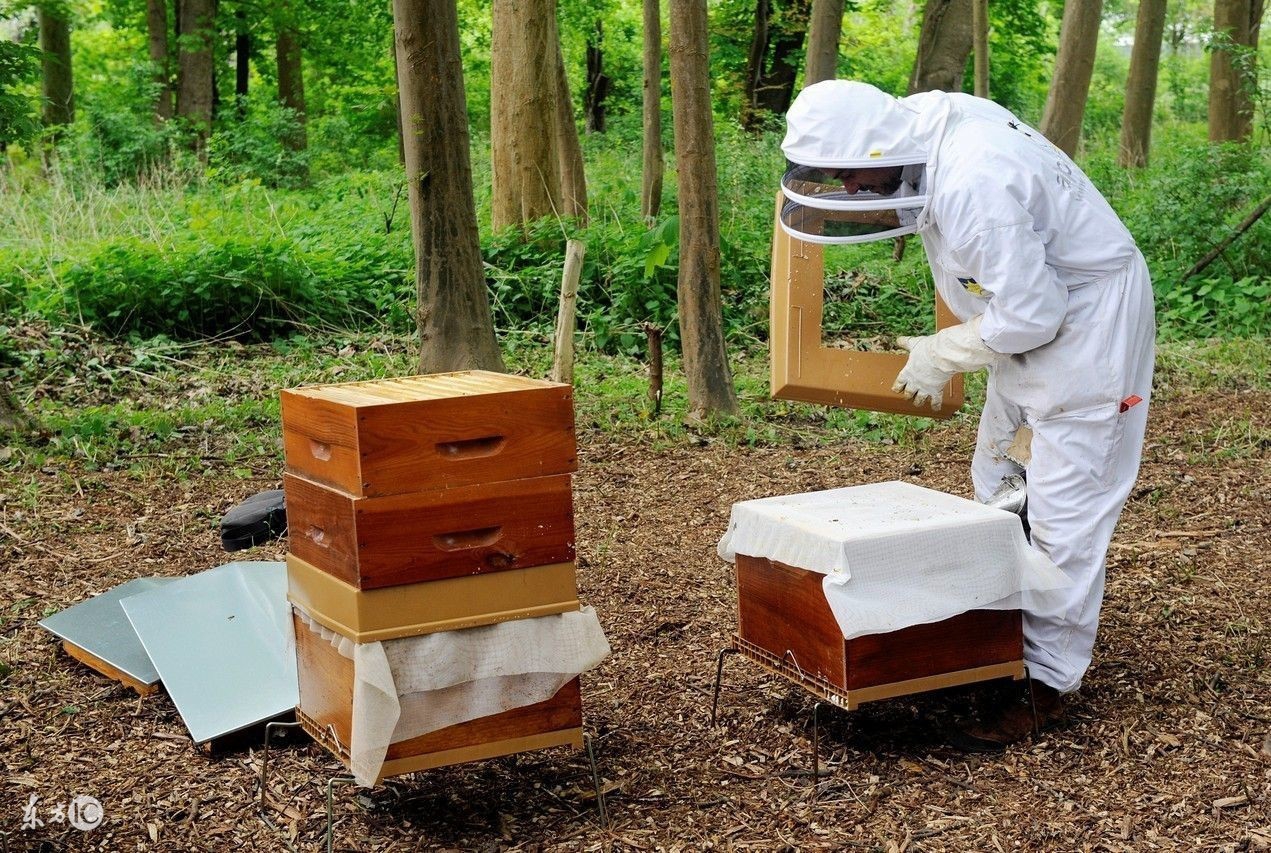 蜜蜂养殖技术试题及答案,养殖蜜蜂的语言