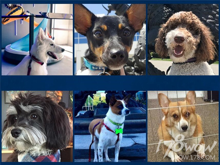 暴雪员工的宠物也太幸福了，还有专属部落or联盟工牌