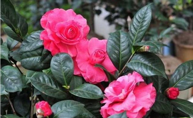 香妃茶花常见病,耐冬茶花常见病虫