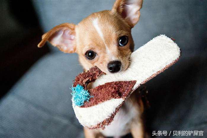 狗狗发情了,你可能需要知道这几点