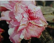 香妃茶花常见病,耐冬茶花常见病虫