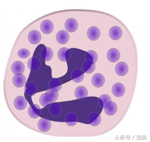 我们每天吸入100亿个霉菌孢子，为什么还活得好好的？