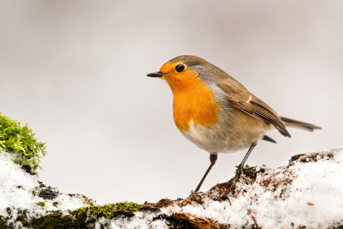 鸟类的视觉能力远超人类想象，神奇的导航能力曾长期让科学家困惑
