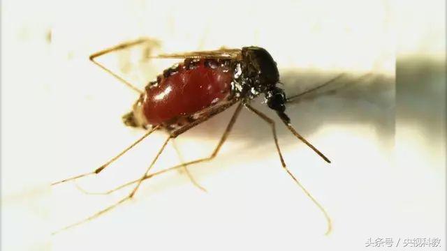 科学防蚊,实测防蚊最有效的方法