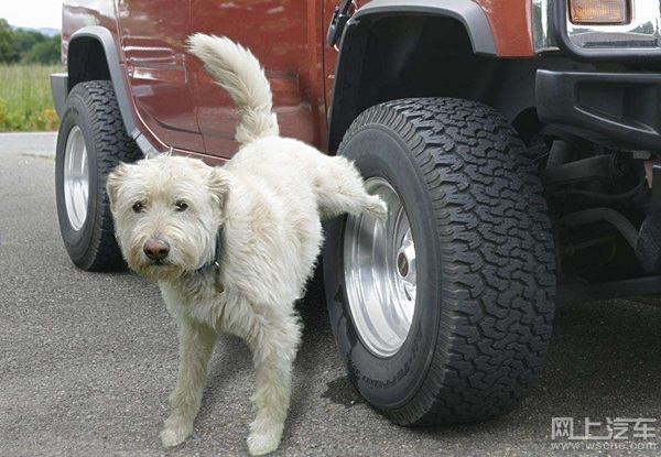 狗狗老在轮胎上尿尿危害大吗,狗狗老在轮胎上撒尿有什么药吗