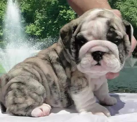 一梦谈狗:英牛那么丑,价格又贵,为什么还有那么多人养?