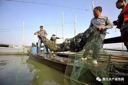 蟹笼捕蟹全过程,大型捕蟹笼抓蟹全过程