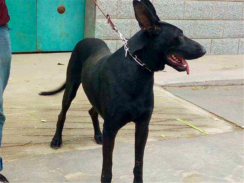 黑狼犬霸气照片,纯血统的中华田园犬长相