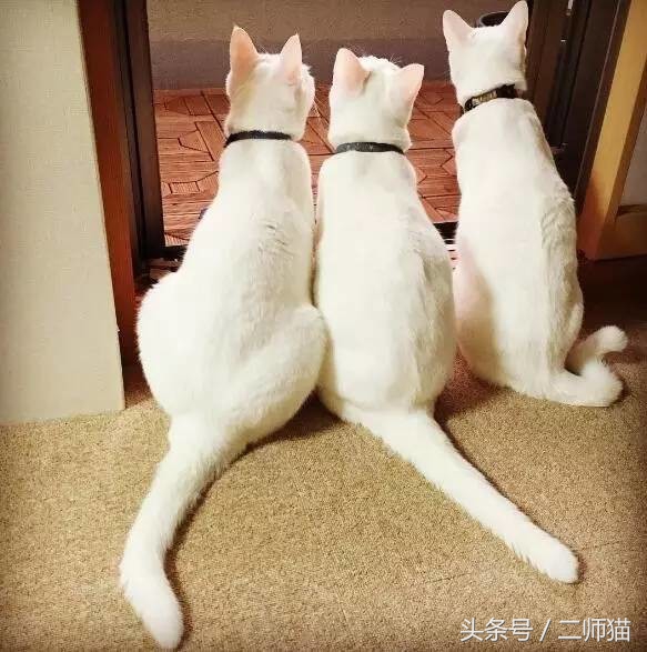 古人怎么给猫取名,猫的古代名字大全