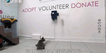 吸猫电影完整版免费,吸猫满足哪些需要