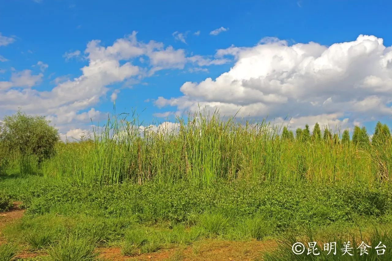 昆明捞鱼河公园万株野花如期绽放，国庆节踩烂2张共享单车也得去