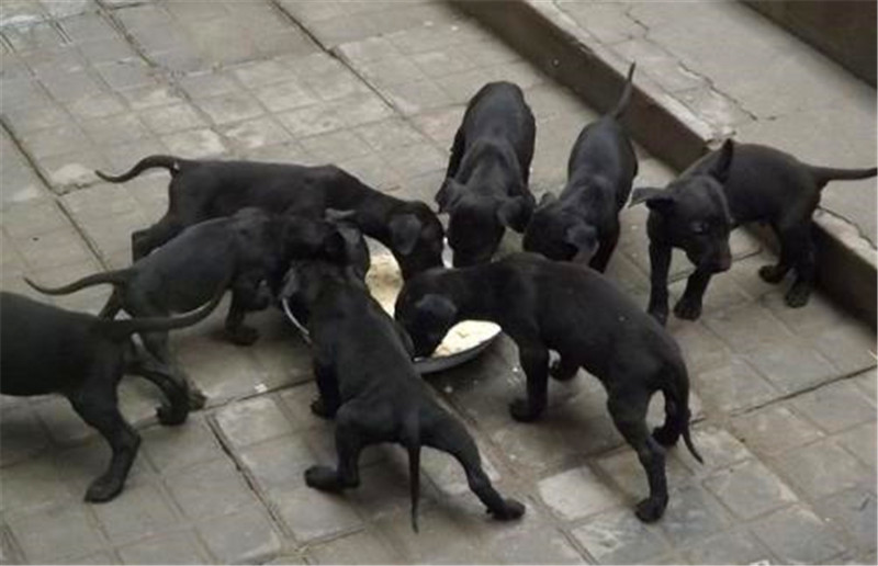 黑狼犬怎么养才能变得壮,黑狼犬的驯养方法