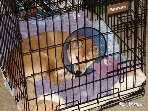 狗狗绝育后脾气暴躁怎么办呀,狗狗做完绝育后攻击行为