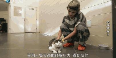 吸猫电影完整版免费,吸猫满足哪些需要