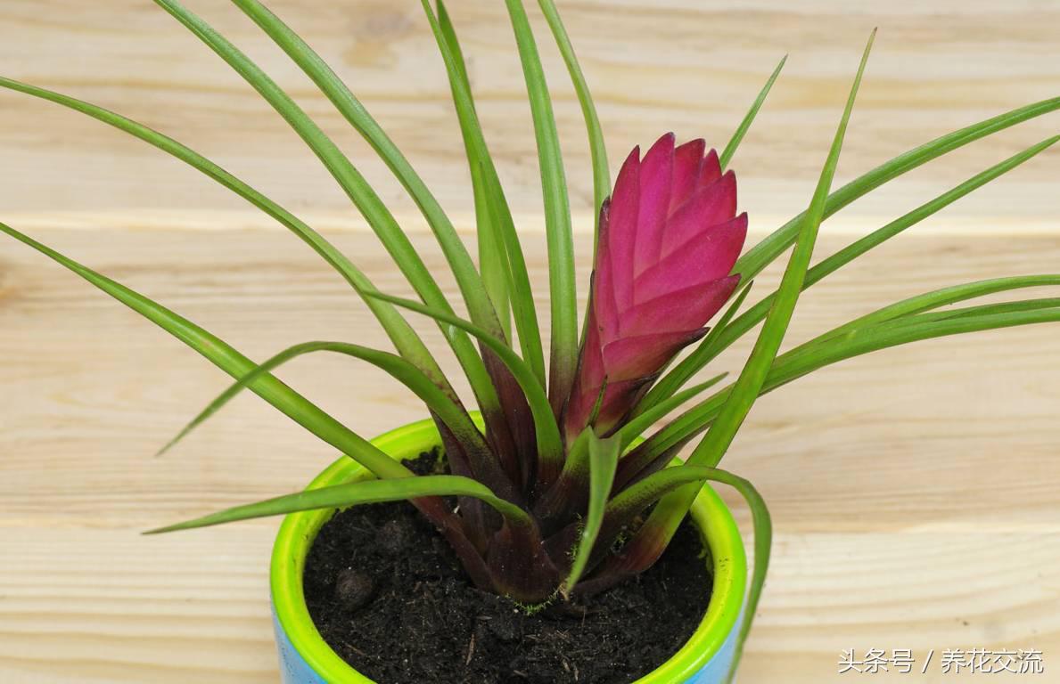 铁兰的养殖方法和注意事项讲解,铁兰花朵变绿救治办法是什么