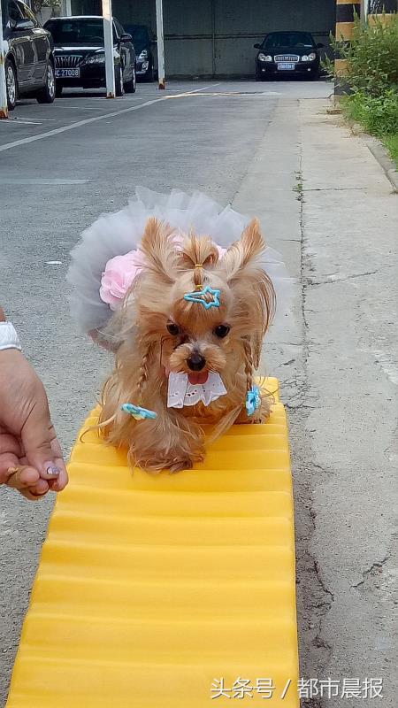 最萌宠物票选大赛,徐州宠物赛