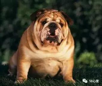 一梦谈狗:英牛那么丑,价格又贵,为什么还有那么多人养?