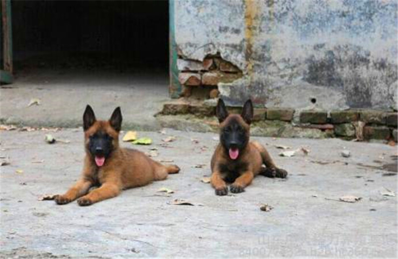 怎样制止马犬行为,马犬怎么激发凶性