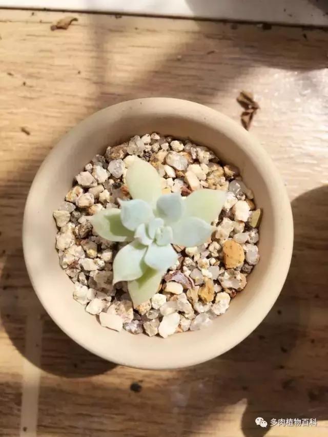 秋风送爽适用于九月吗,秋风送爽赏景天