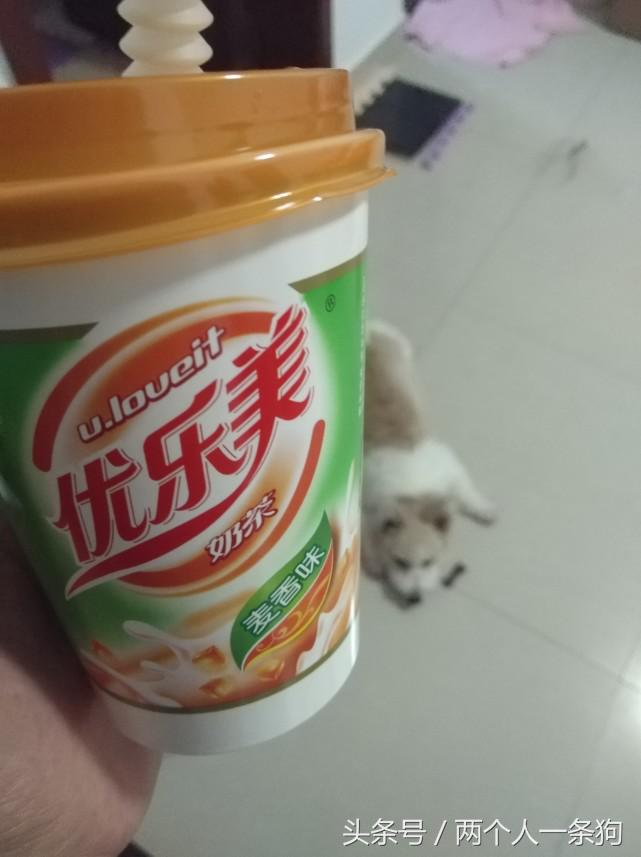 养了只活泼好动的狗怎么办,养的小土狗总是调皮怎么办