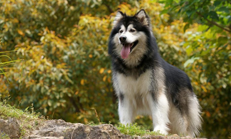 阿拉斯加犬最好的是什么品种,世界名犬阿拉斯加雪橇犬工作犬