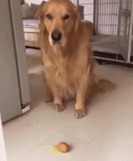 金毛到家叫了之后一直发呆,金毛在家为什么一直张嘴喘气