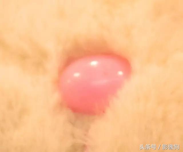 尼康z30腾龙适马70-200哪个好,腾龙适马2870镜头测评