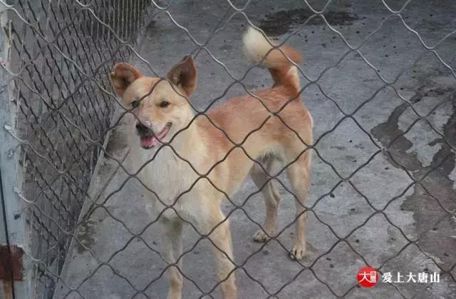 我们用镜头记录生活,记录流浪狗真实生活