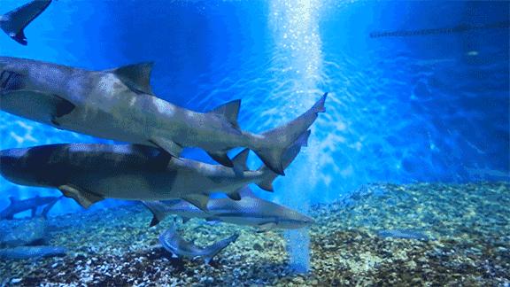 为什么要去奥兰多旅游,奥兰多旅游需要住哪里