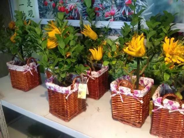 佛手柑果的栽培和管理,佛手柑管理方法