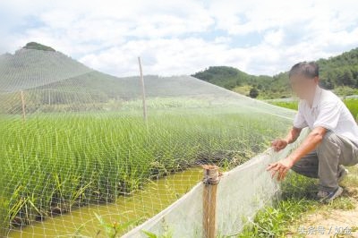 四川养泥鳅大王,中国泥鳅大王