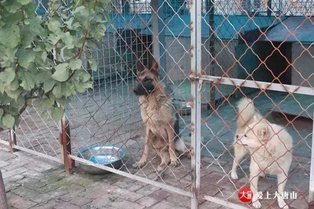 我们用镜头记录生活,记录流浪狗真实生活