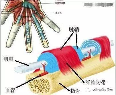 没有扣过扳机的你却得了“扳机指”？