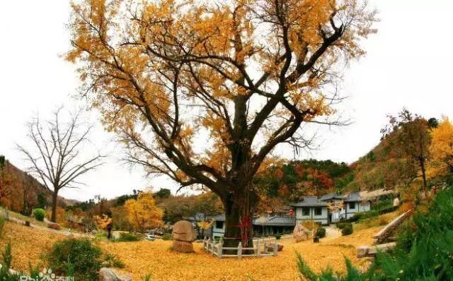 秦皇岛秋景最好的地方 (秦皇岛周边十月赏秋色的地方)