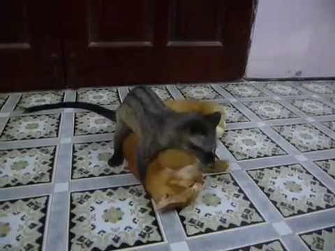 生活在北美的黄鼠狼，狩猎10倍大的猎物无压力