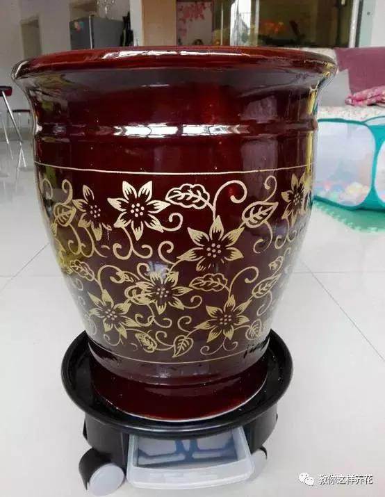 自制绿萝棕柱视频,自制绿萝柱子