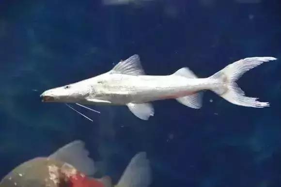 家装水景鱼缸造型全景,家居水景大号