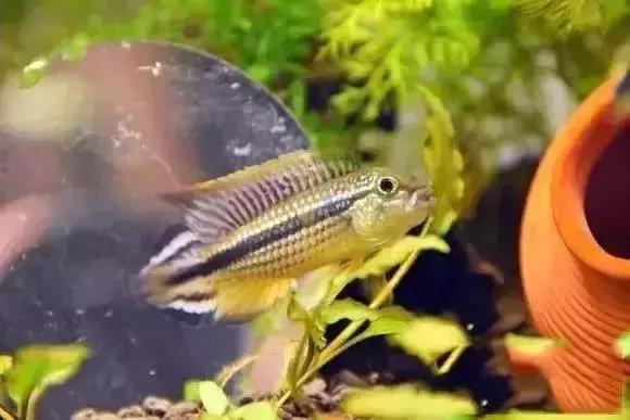 家装水景鱼缸造型全景,家居水景大号