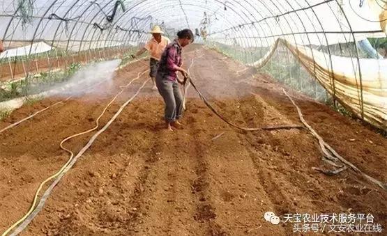 治根结线虫最好的菌剂,大姜根结线虫用什么药