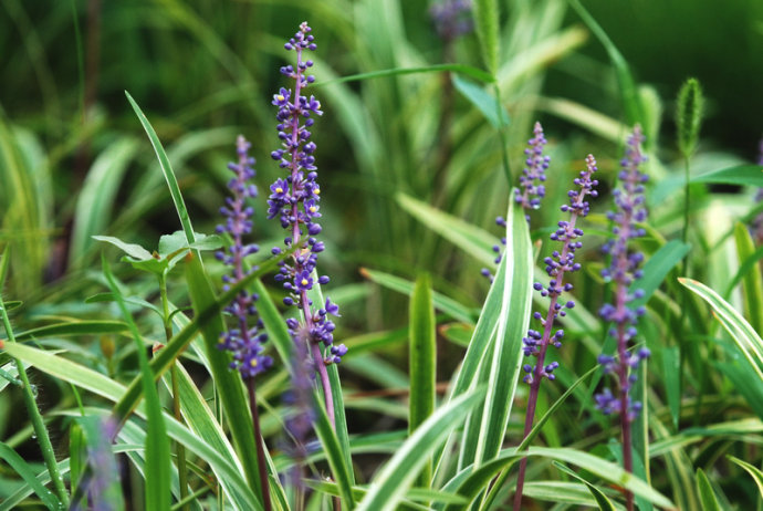 开在秋季的紫藤花,开在秋天的花卉有什么品种