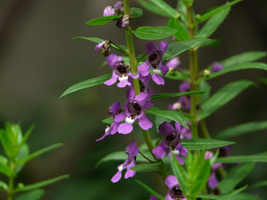 开在秋季的紫藤花,开在秋天的花卉有什么品种