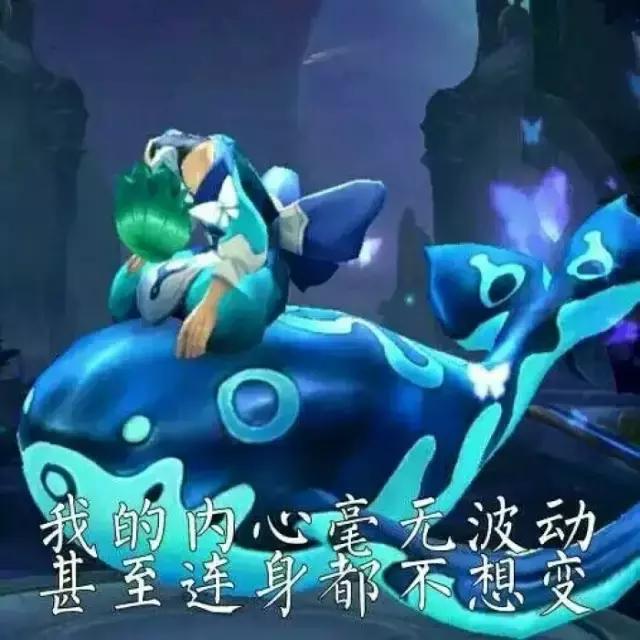 荷兰猪第一次下水洗澡,荷兰猪洗完澡第二天死亡