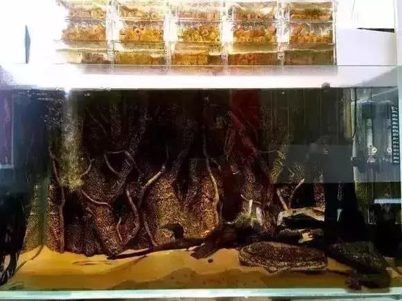 家装水景鱼缸造型全景,家居水景大号