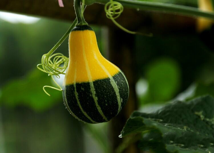 从化莲麻小镇有什么好玩的地方 (从化莲麻小镇景点)