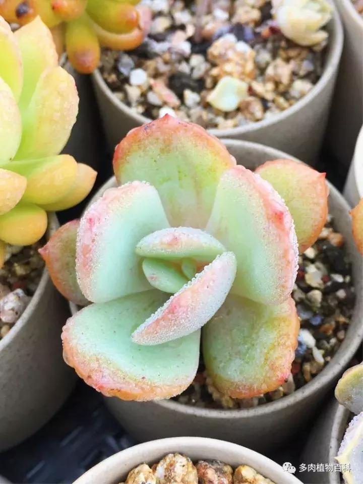 多肉吸收露水会长得更好吗,露养多肉有露水怎么办